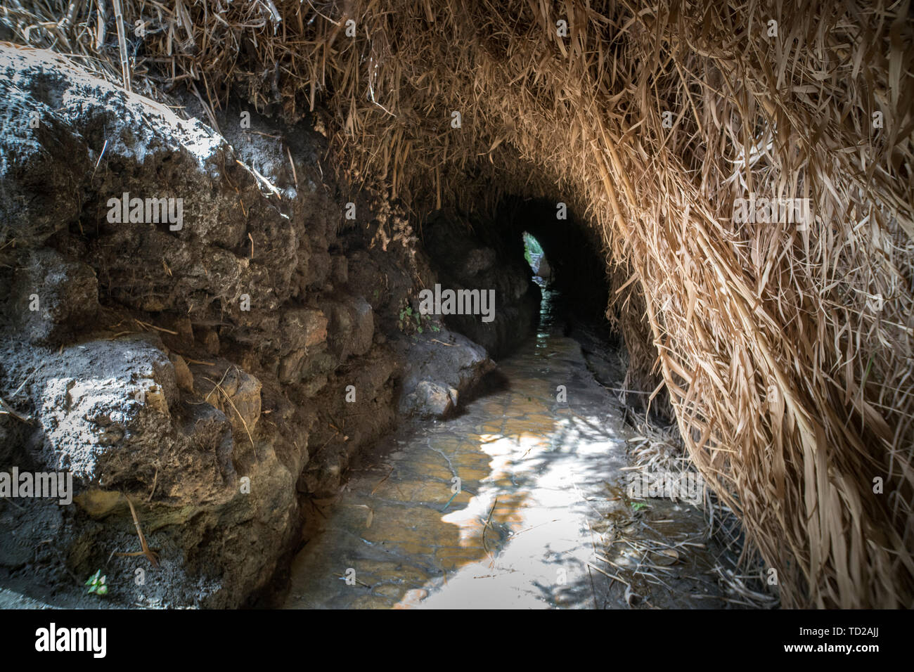 Natürliche Galerie von Cliff Steine und grünen. Geheimnis mystischer schmalen Weg durch die Höhle. Ein Gedi - Naturpark und Nationalpark, Israel Stockfoto