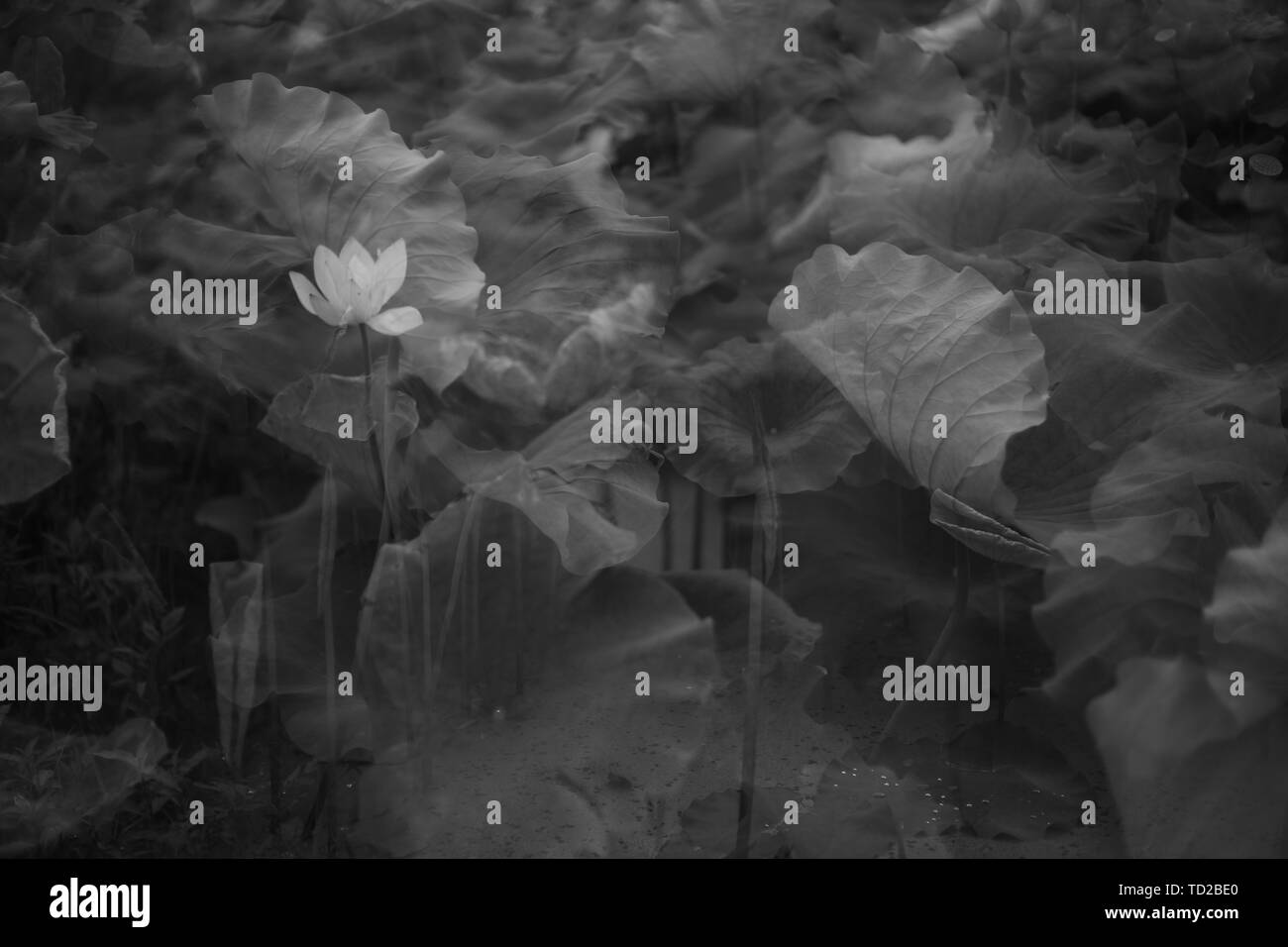 Kleiner Garten klaustrophobisch Sommersonnenwende Lotus Stockfoto