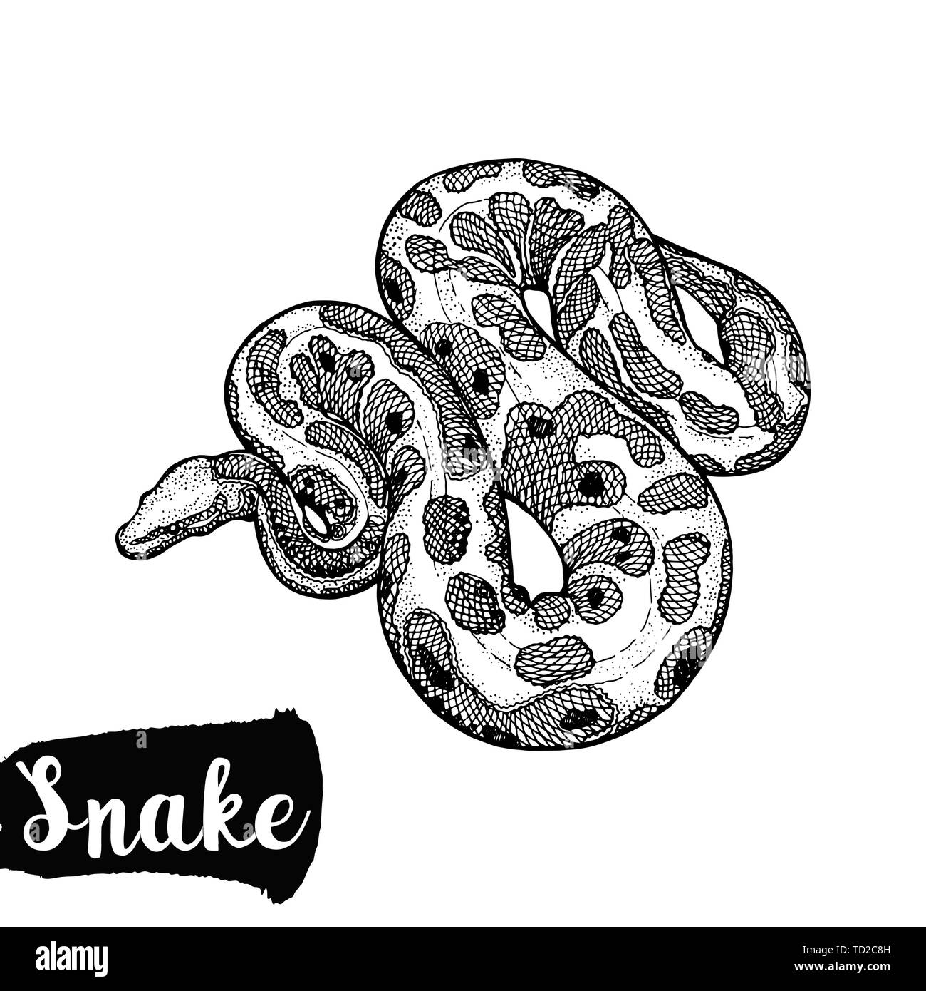 Hand gezeichnete Skizze stil Python auf weißem Hintergrund. Vector Illustration. Stock Vektor