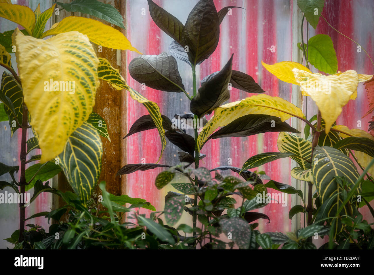 Grün und Gelb große blätterte Pflanzen in der Seerose Haus in Kew Gardens, London wächst. Stockfoto