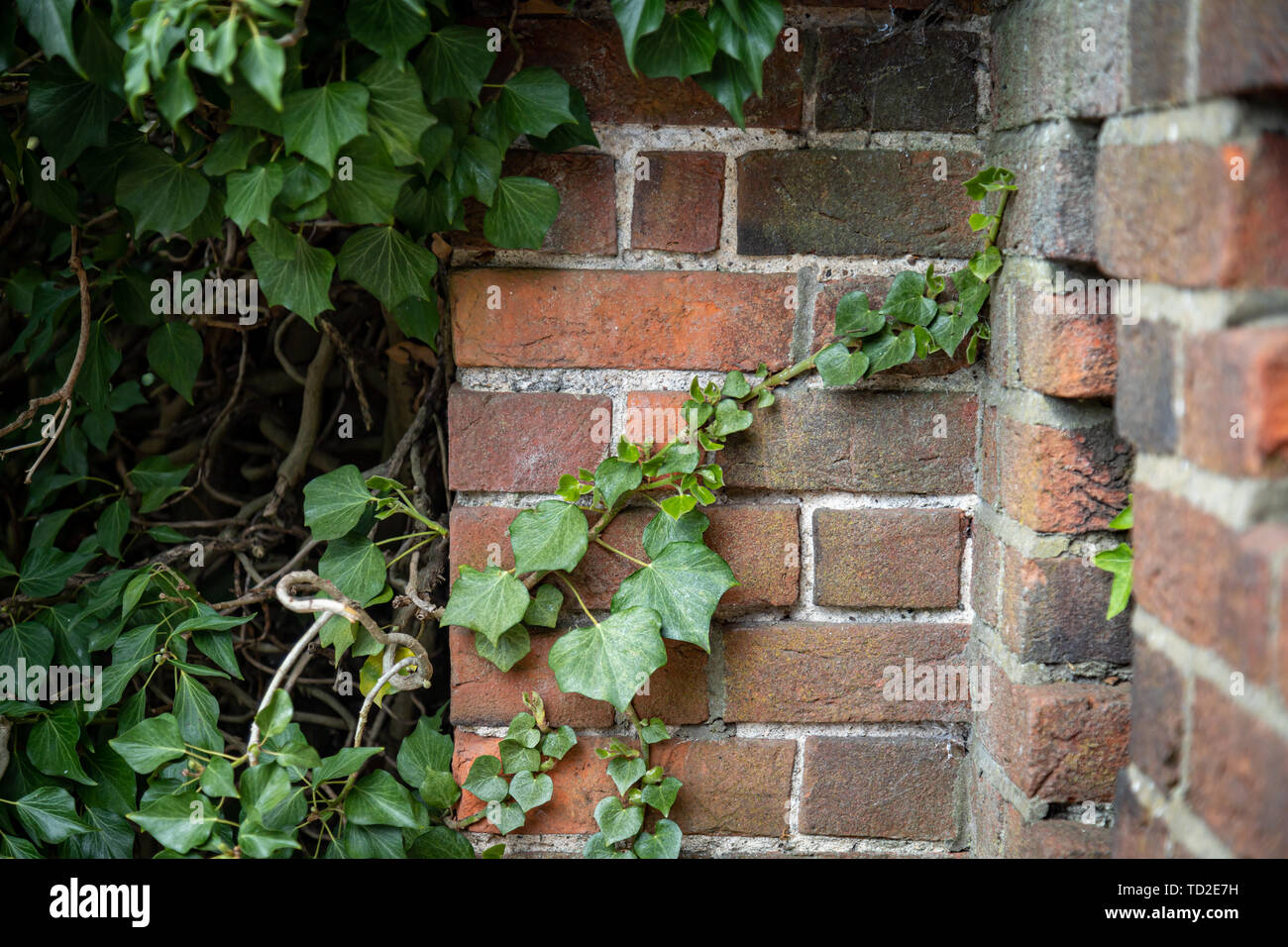 Efeu wächst entlang der roten Ziegelsteine in einer Sitzecke in Kew. Stockfoto