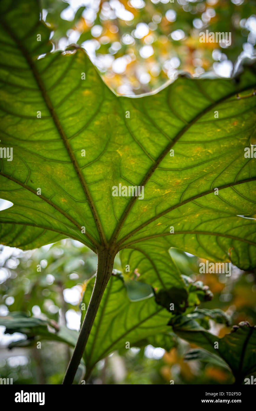 Licht durch breiten, grünen brassaiopsis Blätter in den Kew Gardens, London wachsende gesehen. Stockfoto