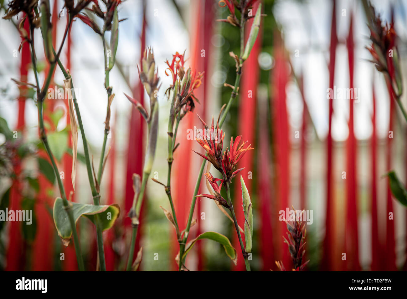 Rote Blumen gegen einen roten und weißen Hintergrund in den Kew Gardens, London wächst. Stockfoto