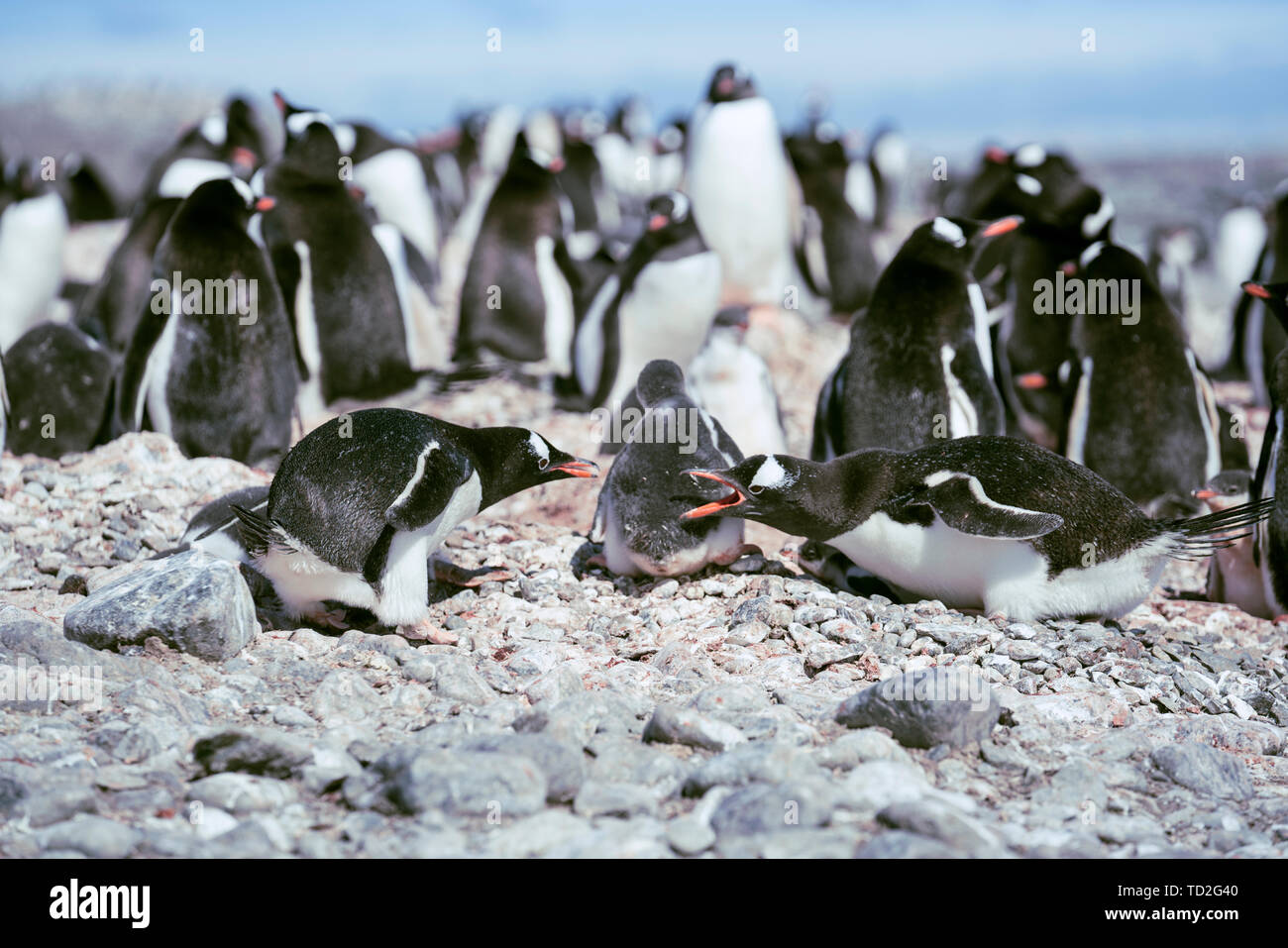 Antarktis, Penguin, Baby Pinguin, Tier, Poster, Vogel, Antarktischen  Kontinent, Permafrost, Eis Und Schnee, Kälte, Schneebedeckte Berge, Eis  Stockfotografie - Alamy