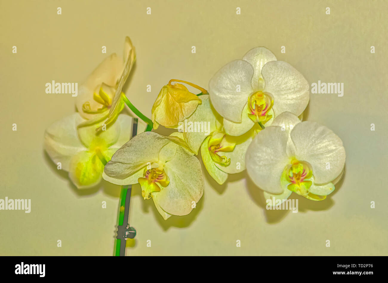 Digital manipulierten Bild eines weißen Phalaenopsis Orchidee auf weißem Hintergrund Stockfoto