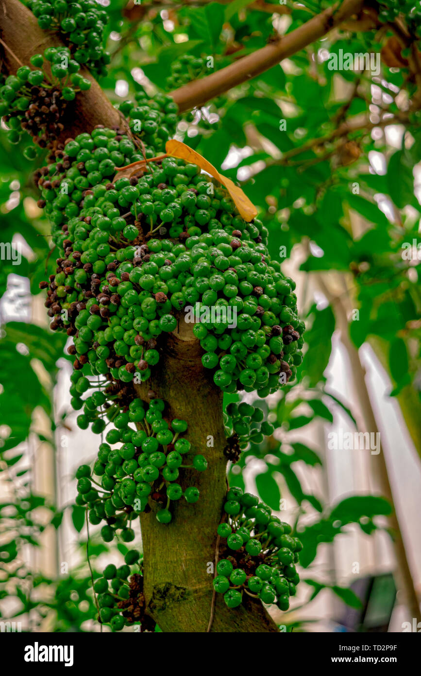 Kaffee Frucht am Baum im Dschungel Stockfotografie - Alamy
