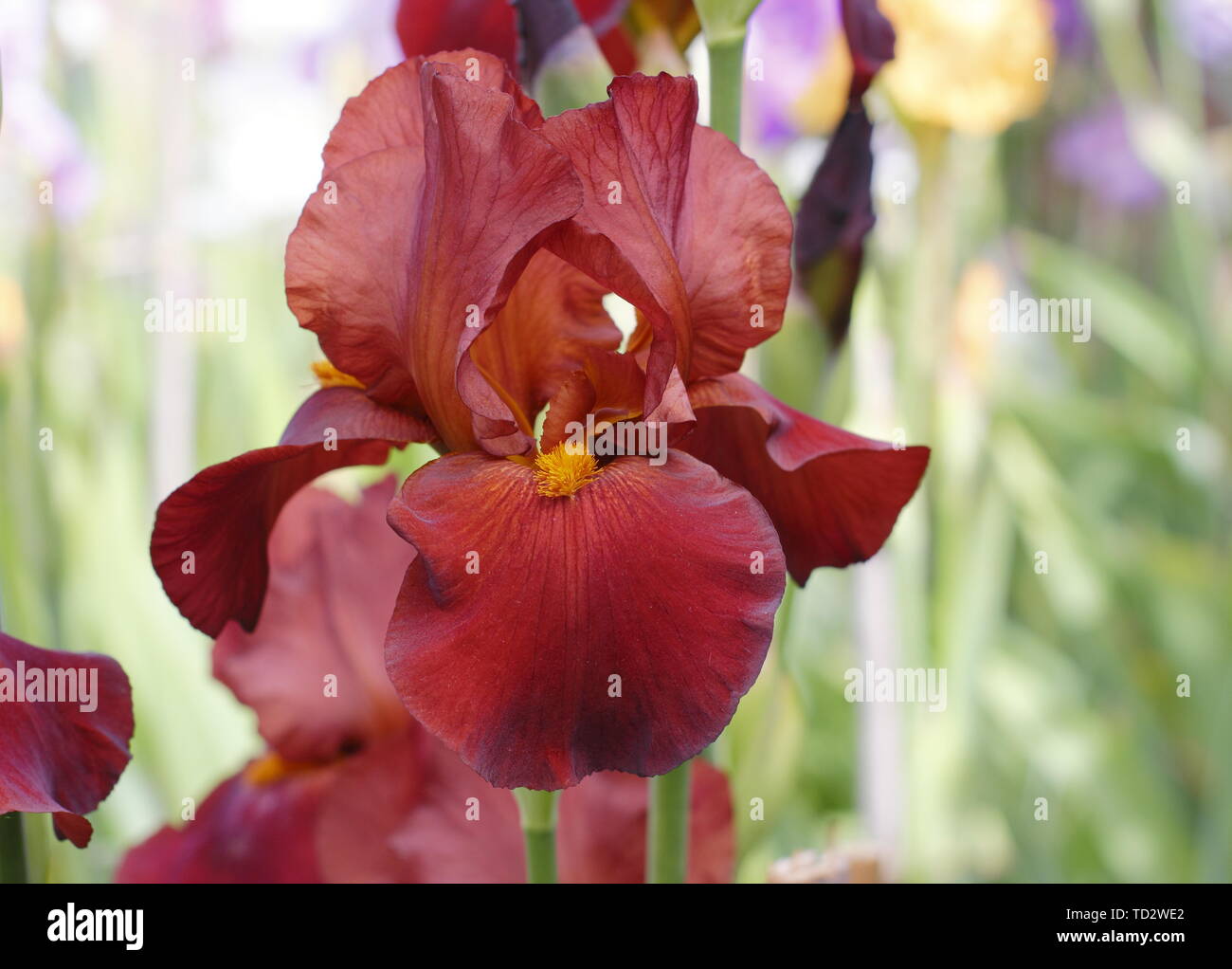 Iris' Red Pike' Tall Bearded Iris in Blüte im Mai. Stockfoto