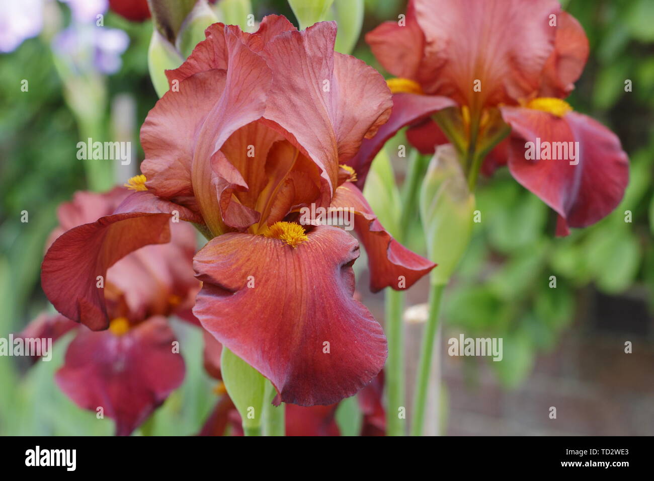 Iris' Red Pike' Tall Bearded Iris in Blüte im Mai. Stockfoto