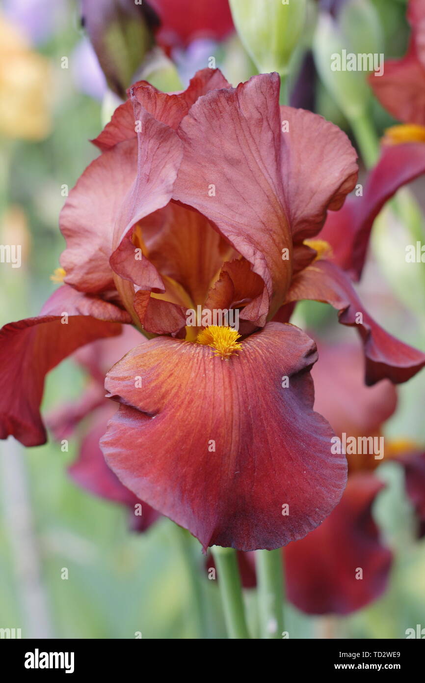 Iris' Red Pike' Tall Bearded Iris in Blüte im Mai. Stockfoto