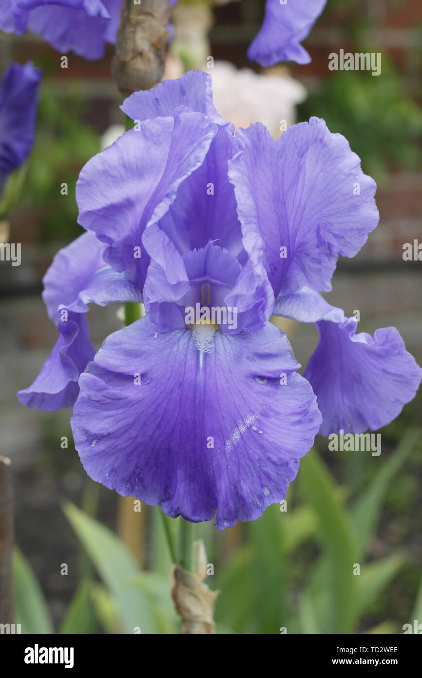 Iris' Wharfedale 'Tall bearded Iris Blume im Mai Stockfoto