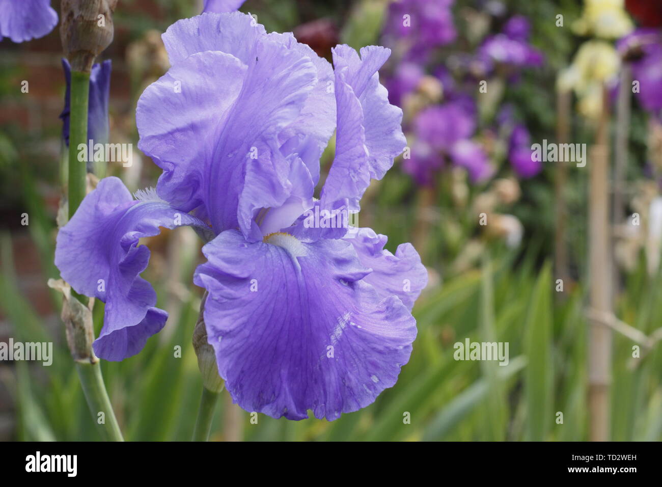 Iris' Wharfedale 'Tall bearded Iris Blume im Mai Stockfoto