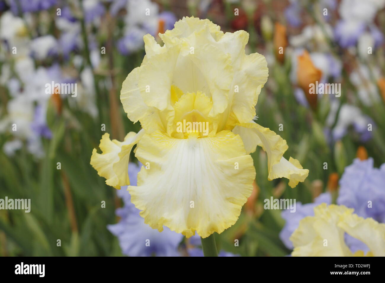 Iris' Lime Soda' Tall Bearded Iris Blume im Mai anzeigen gekräuselten Blütenblättern Stockfoto