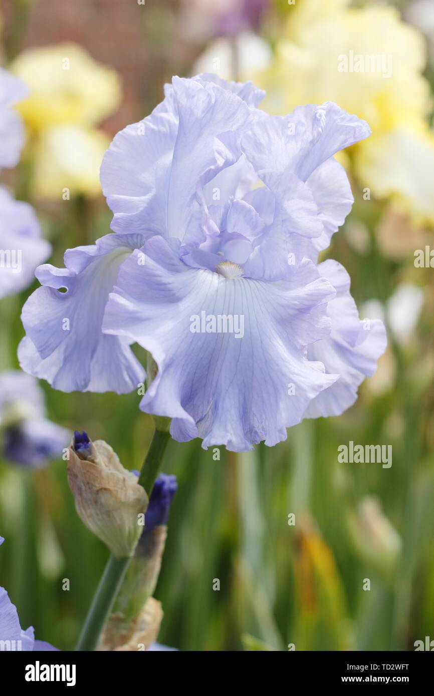 Tall Bearded Iris kye Blau' in Blüte im Mai, Großbritannien Stockfoto