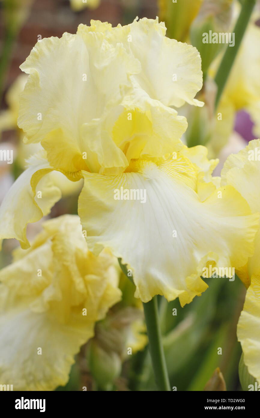 Iris' Lime Soda' Tall Bearded Iris Blume im Mai anzeigen gekräuselten Blütenblättern Stockfoto