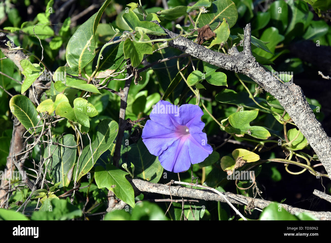 Der Ziege Fuß Kriechgang Blumen oder Seaside Morning Glory Blumen. (Wissenschaftlicher Name: ipomoea Pes-caprae) hell-lila-blühende Zierpflanzen. Blühende Mornin Stockfoto