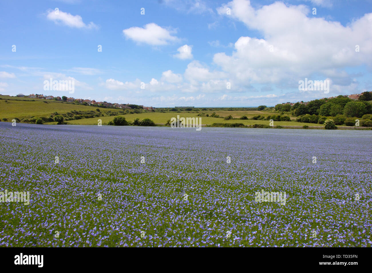 Blühende Flachs Feld. Blaue Blüten. Linum. England Stockfoto