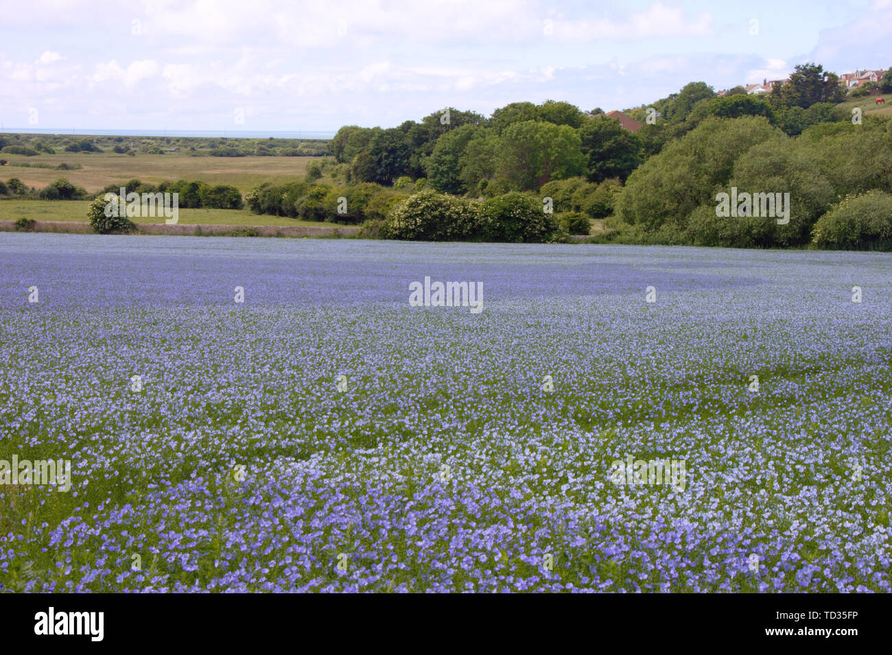 Blühende Flachs Feld. Blaue Blüten. Linum. Sussex, UK. Stockfoto