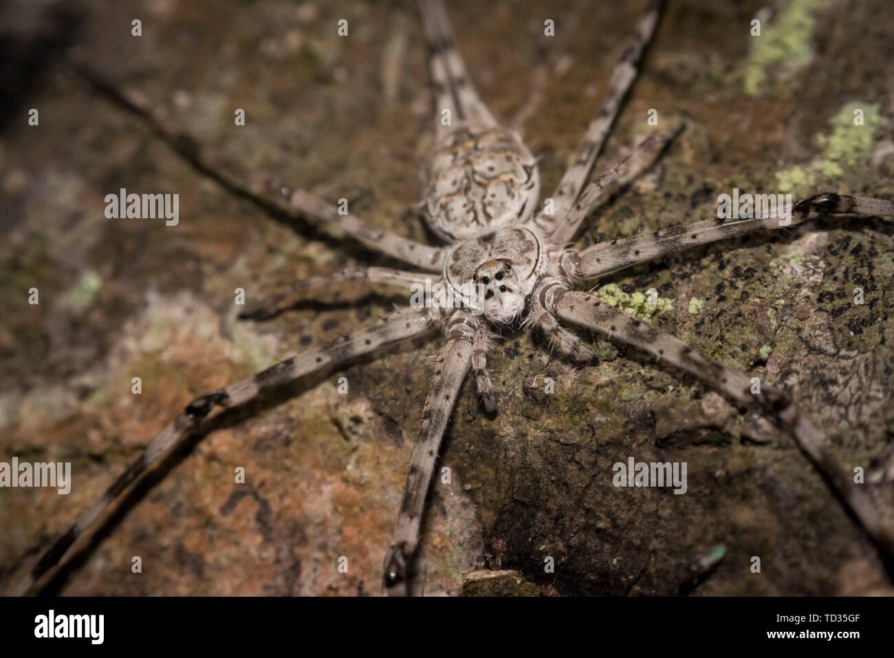 Kollam, Kerala, Indien - Juni 7, 2019: Baumstamm Spinne oder Herennia multipuncta, die gemeinhin als die ornamentale Baumstamm Spinne genannt, ist eine Pflanzenart aus der Gattung der Sp Stockfoto