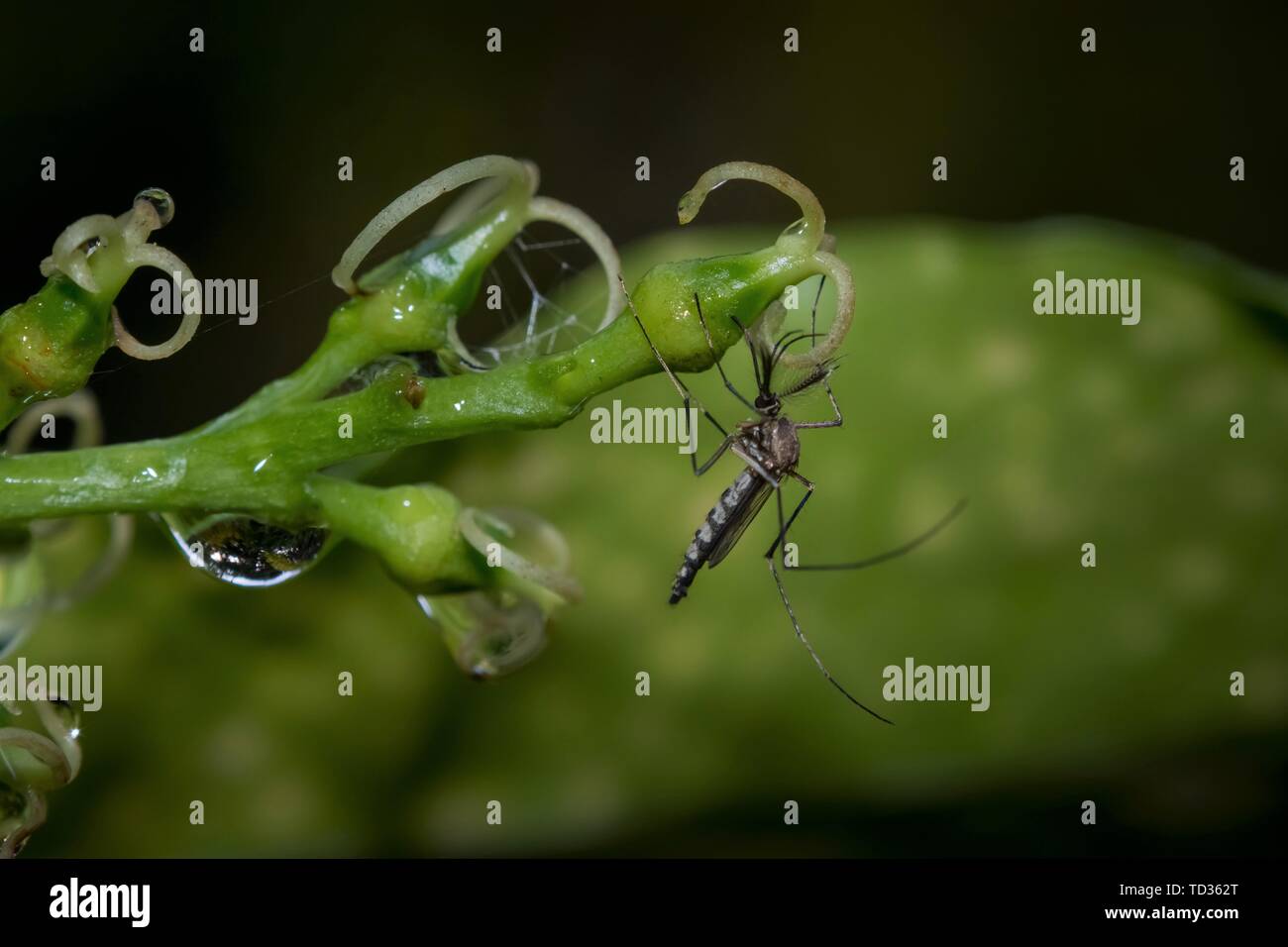 Kollam, Kerala, Indien - Juni 7, 2019: Mosquito sitzen auf einer Pflanze Blume Stockfoto