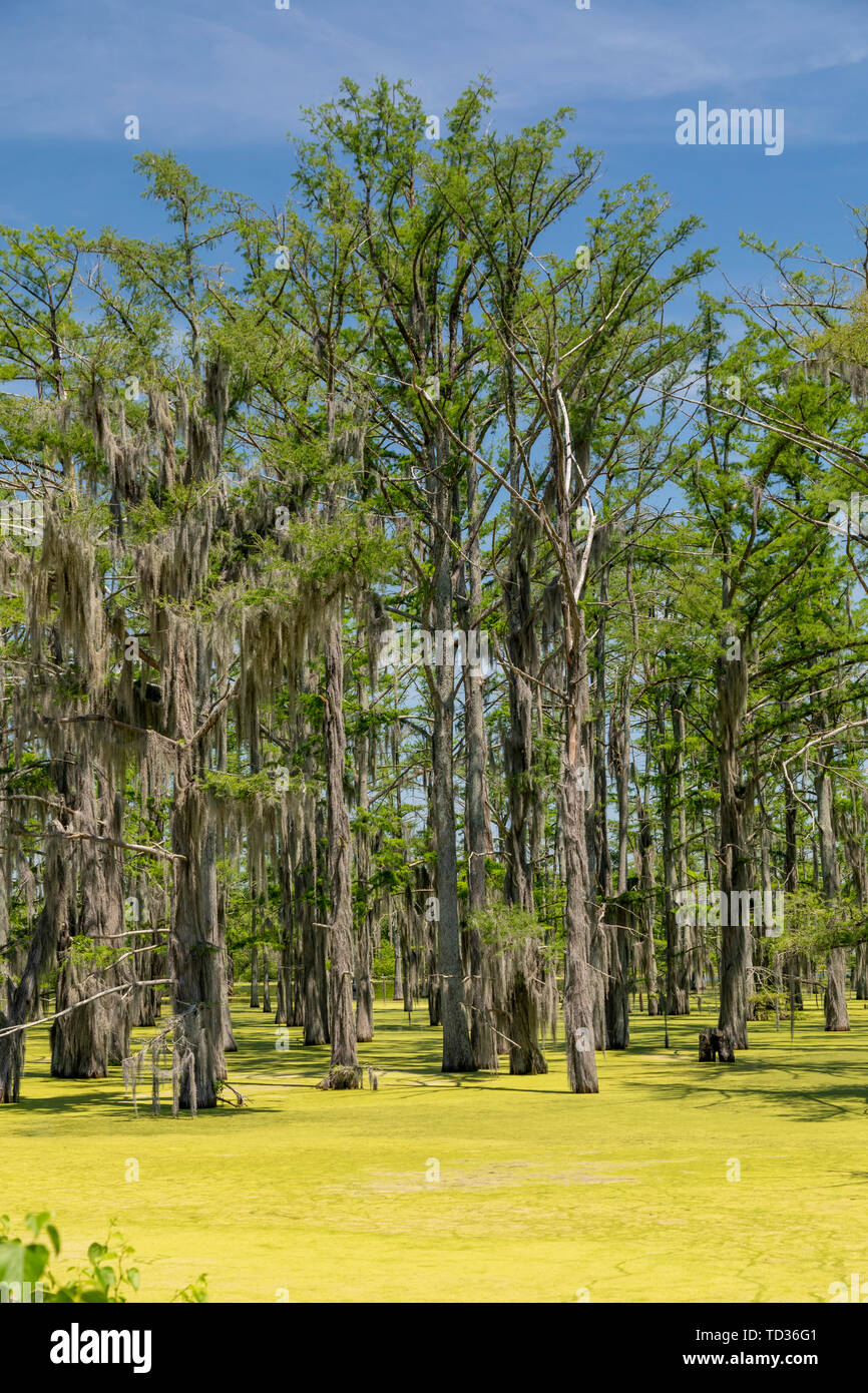 Yazoo City, Mississippi - Spanisches Moos wächst auf kahlen Zypressen in einem Sumpf im Mississippi Delta. Stockfoto