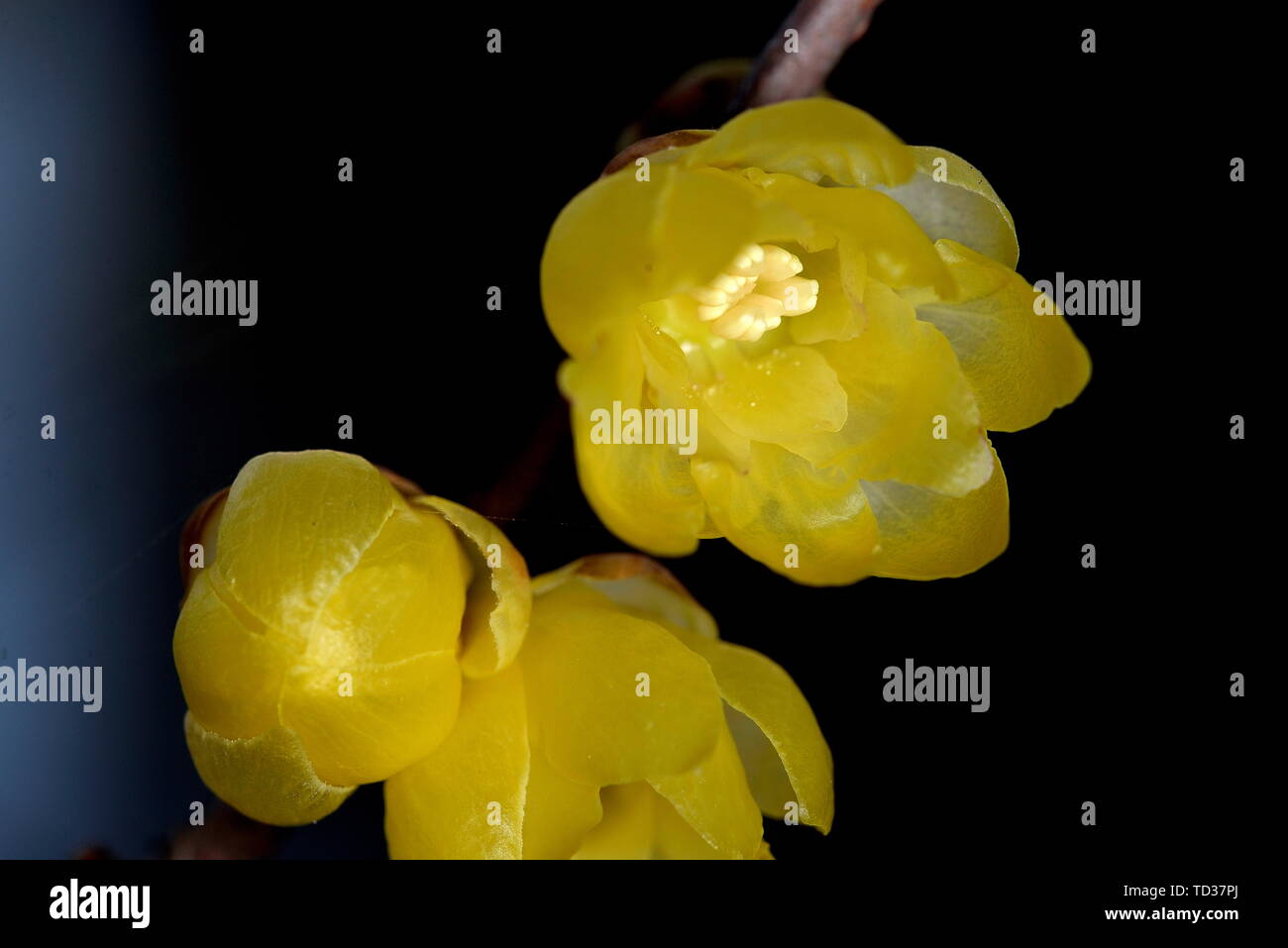 Plum flower Stockfoto