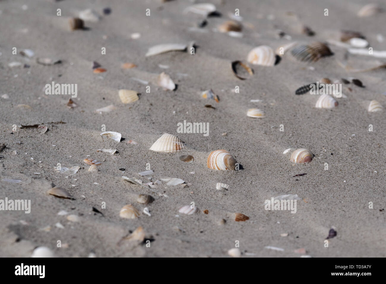 Kleine Muscheln im Sand. Sankt Peter-Ording Strand im Norden Deutschlands Stockfoto