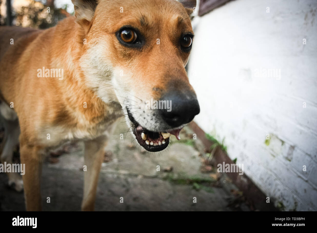 Lustig und fröhlich Red Dog genießen, in der Nähe des Zwingers Stockfoto