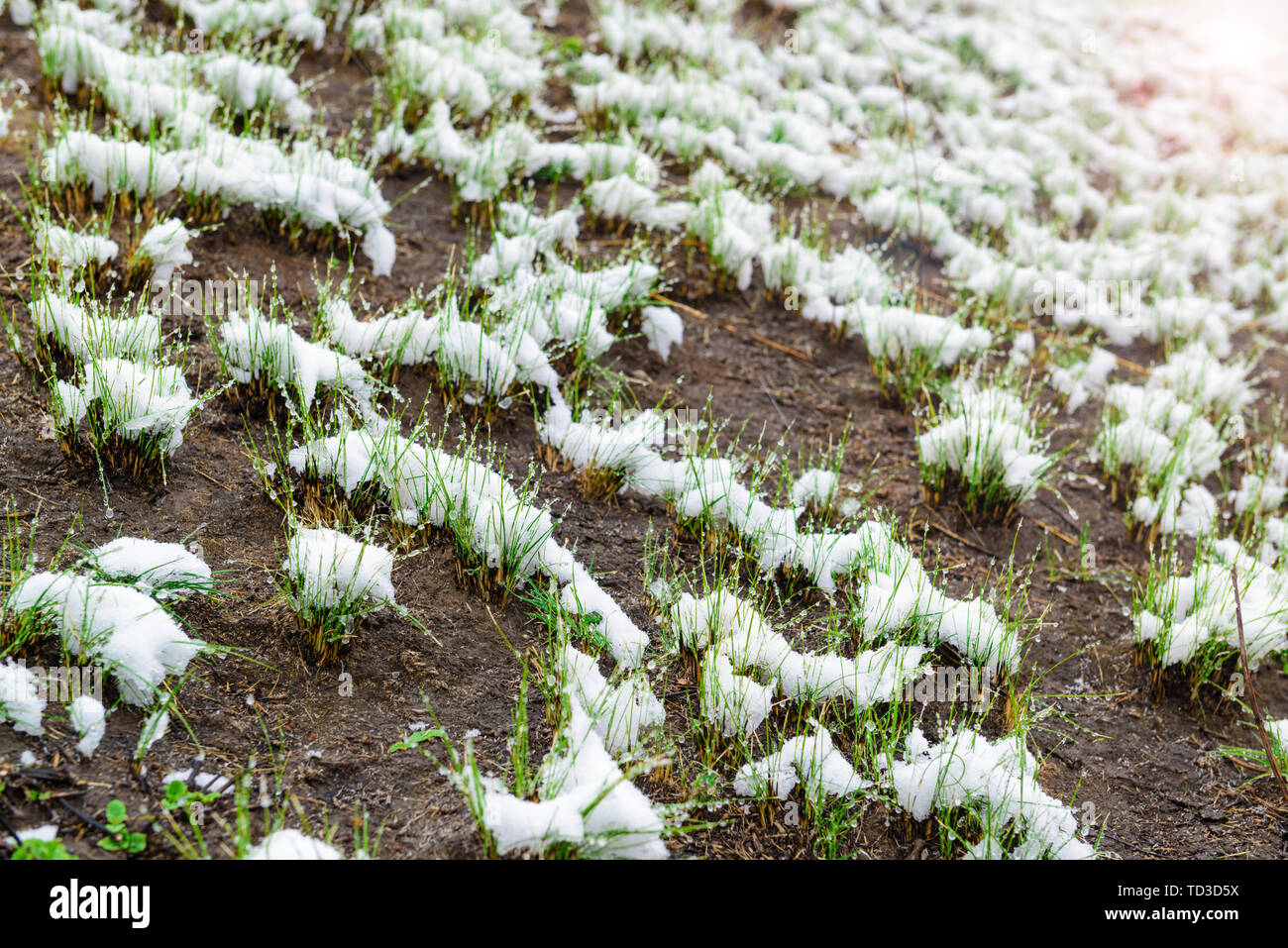 Schmelzender Schnee auf grünem Gras. Feder Szene Stockfoto