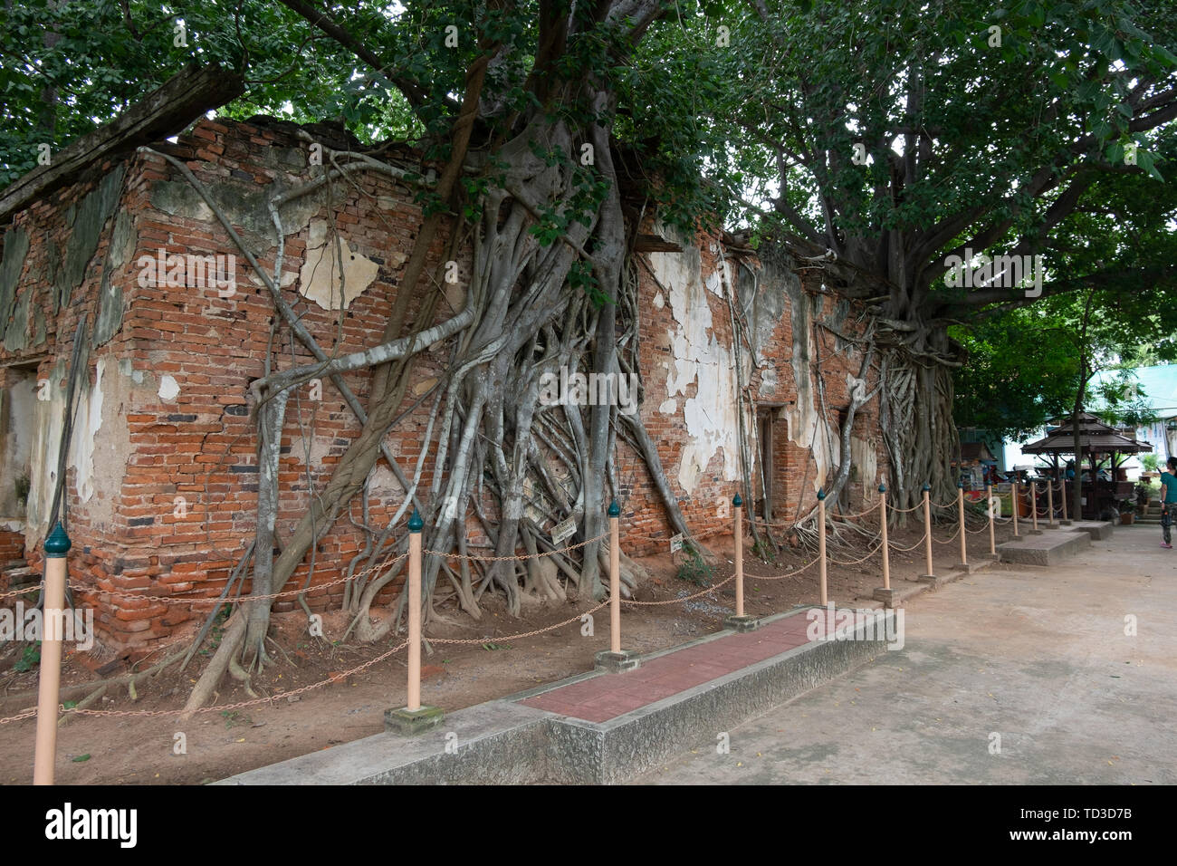 Die antiken Tempel ist von dem Bodhibaum umgeben. Sang Kra Tai Tempel Ang Thong Thailand Stockfoto