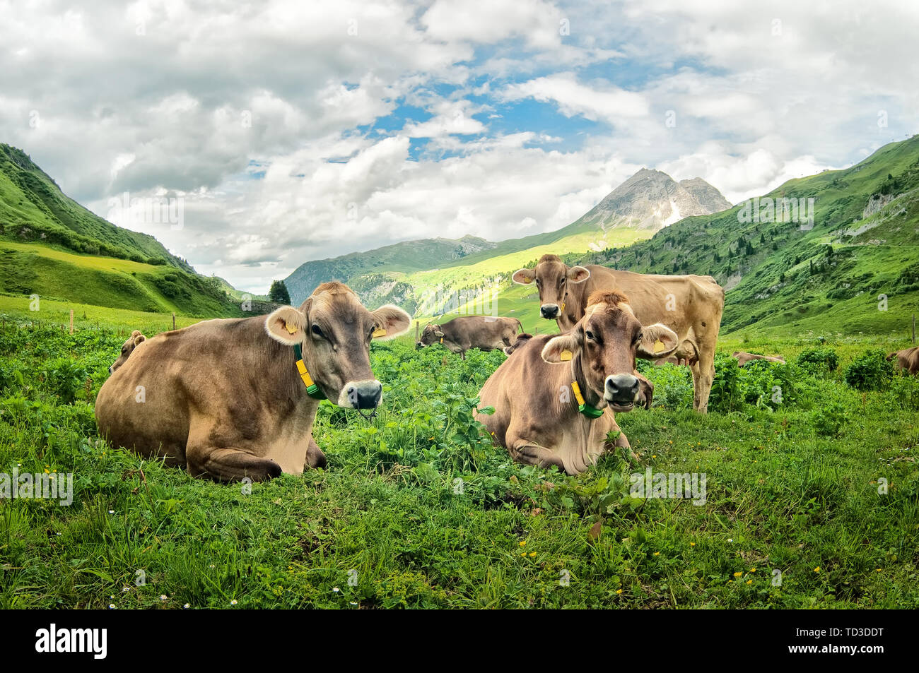 Braune Kühe auf der Alm hoch in den Bergen Stockfoto