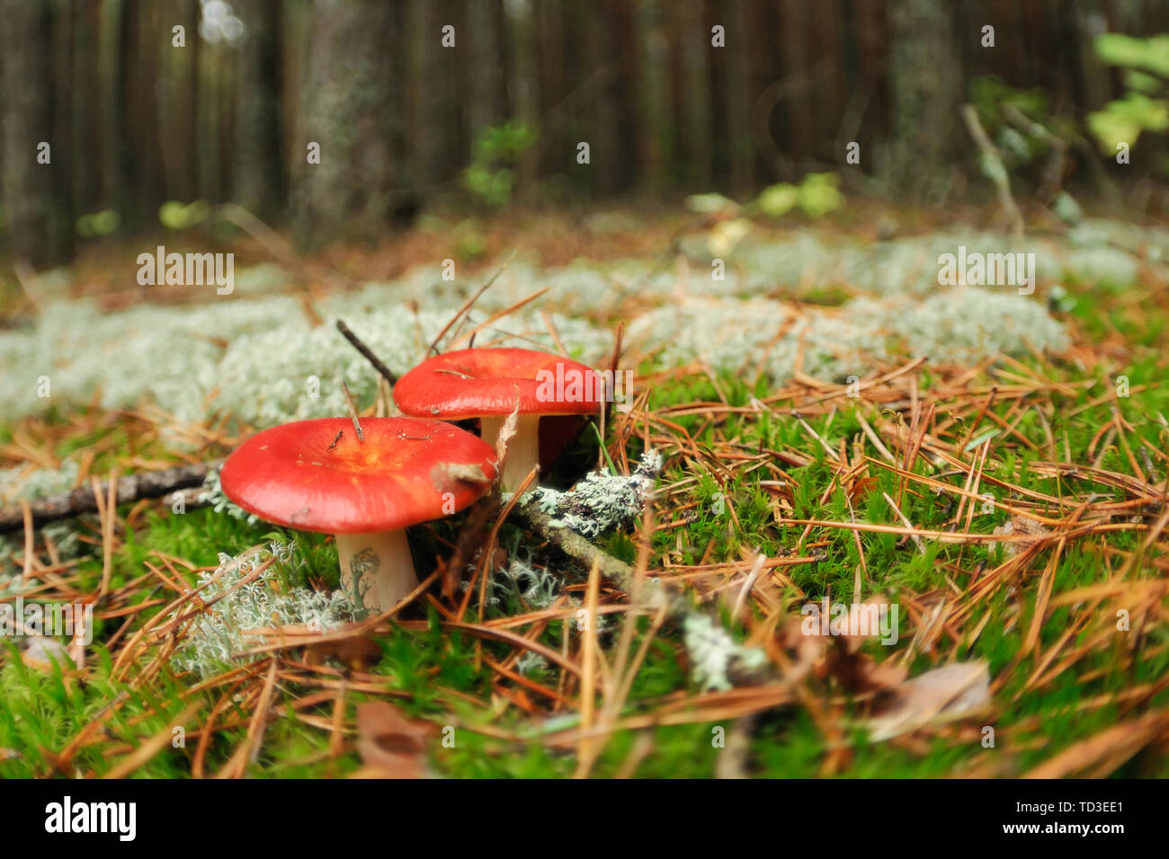 Rote essbare psathyrella Pilze im Wald Stockfoto