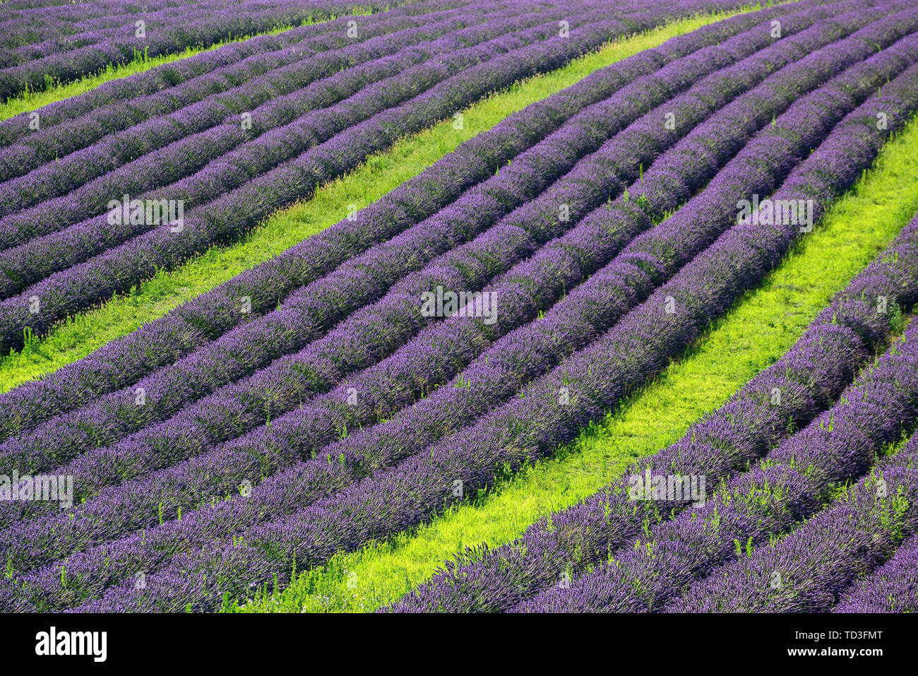 Linien von lavendelblüten im Feld Stockfoto