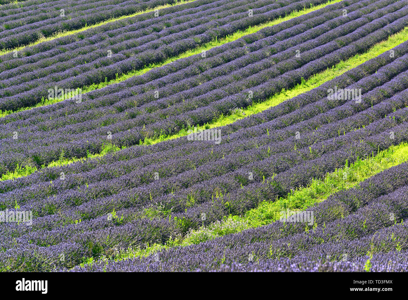 Lavendelblüten Linien abstrakt Hintergrund Stockfoto