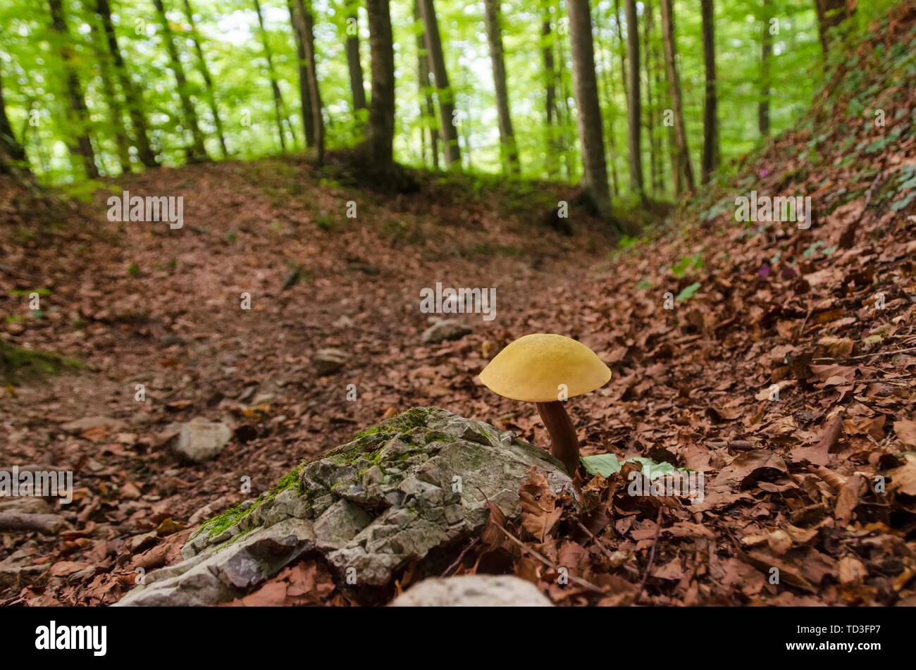 Schöne essbare Pilze wachsen in den Wald mit Laub rund um Stockfoto