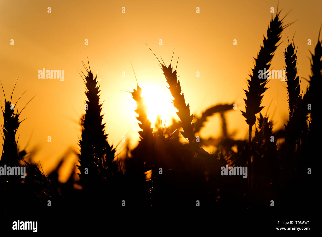 Weizen Silhouetten gegen Sonnenuntergang Himmel Stockfoto