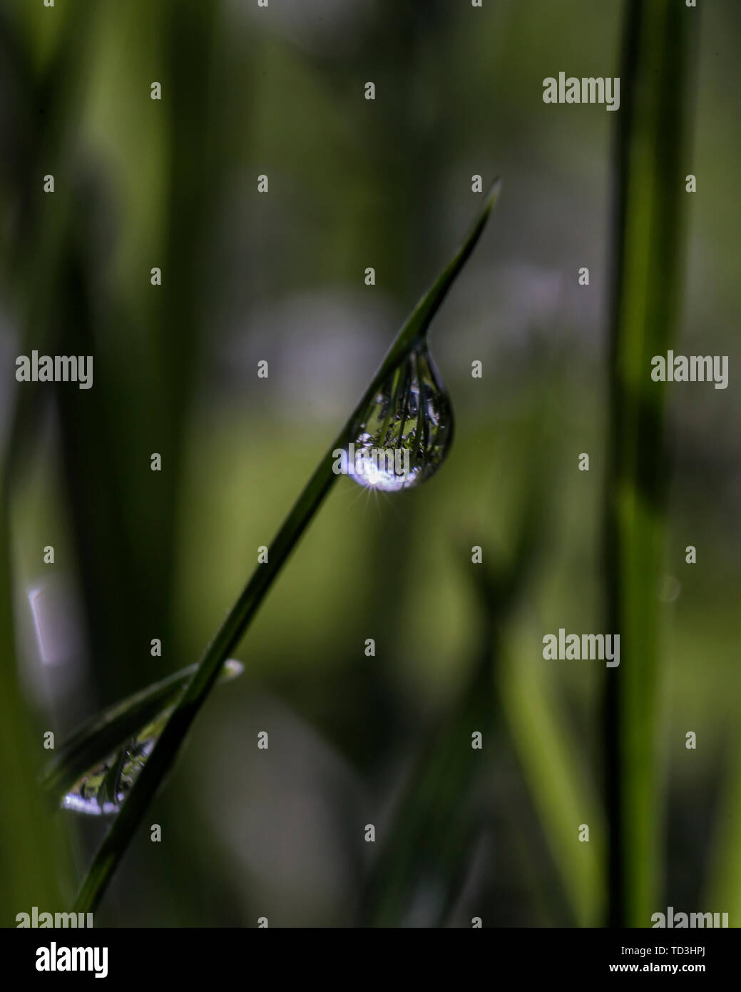 Micro-Reflexion in Wassertröpfchen. Stockfoto