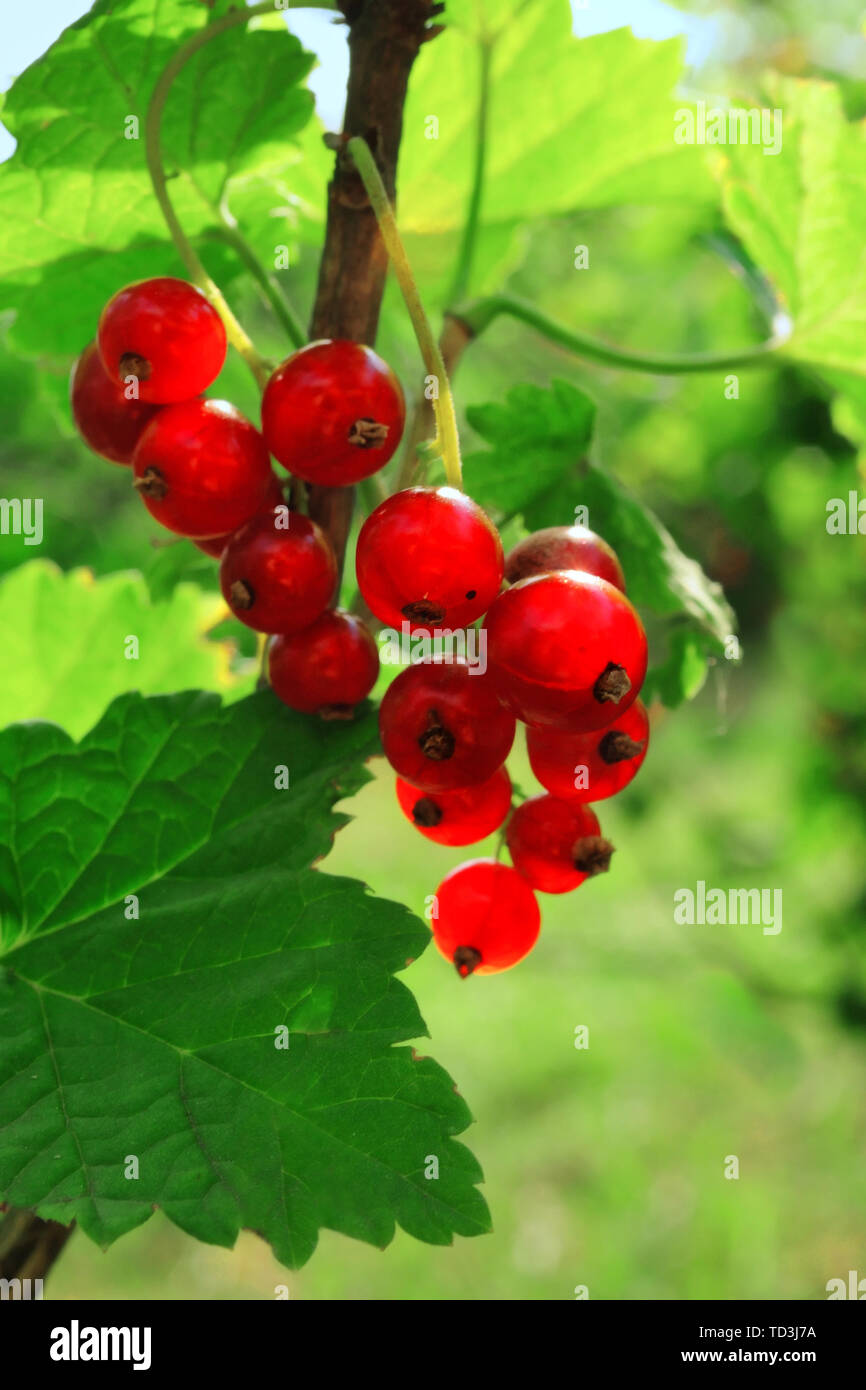 Bündel köstliche rote Johannisbeeren am Strauch Stockfoto
