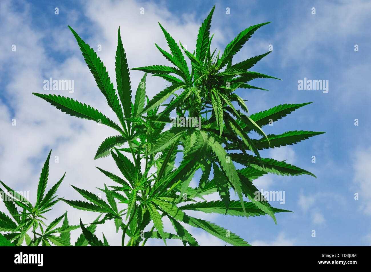Helle grüne Cannabispflanze gegen den blauen Himmel Stockfoto
