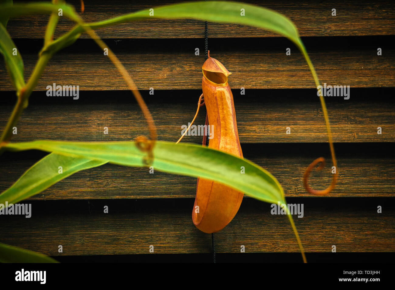 Nepenthes fleischfressende Pflanze tropische Schlauchpflanzen bei Thome grosse Gefahr Stockfoto
