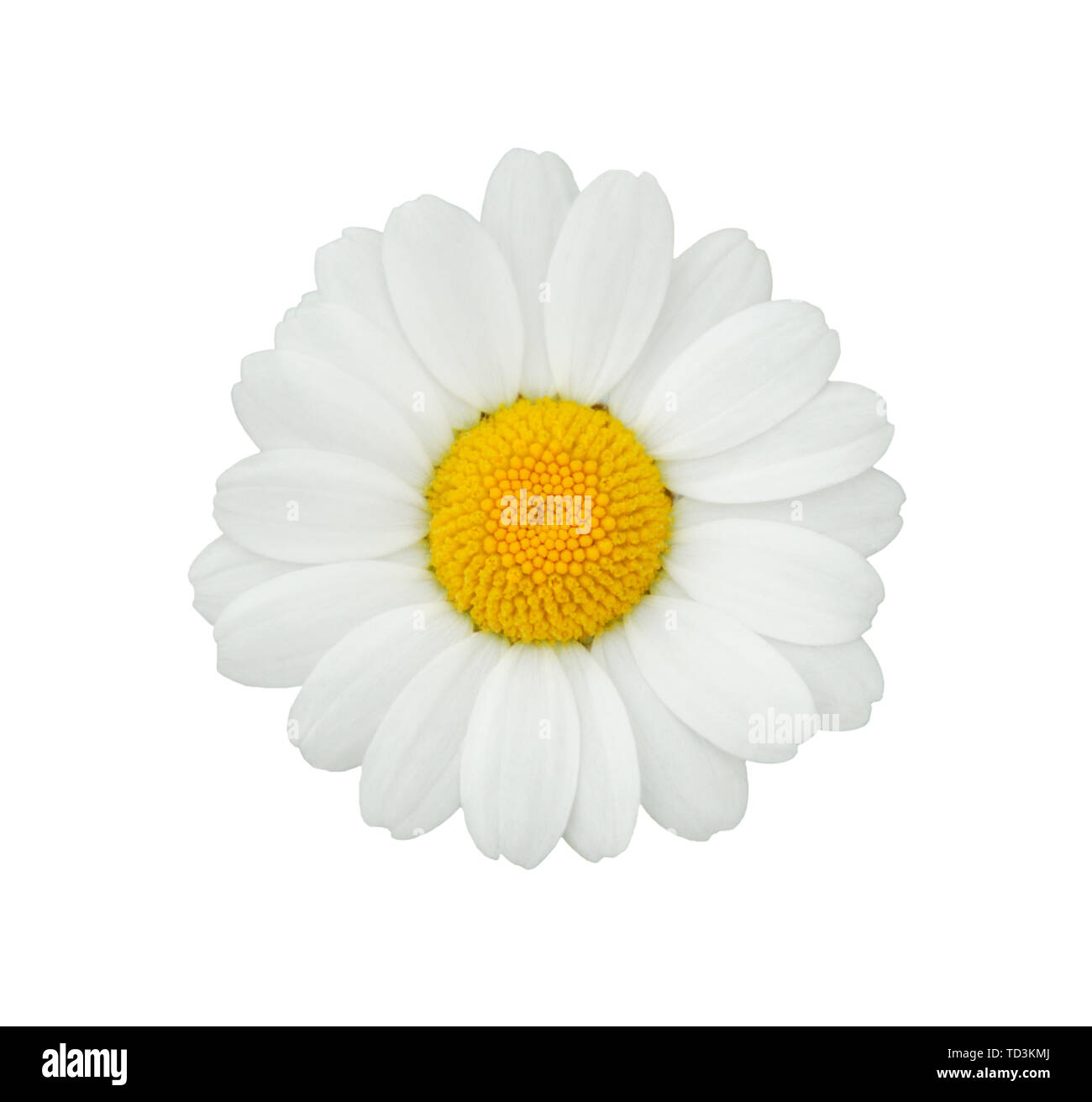 Einzelne farbige daisy flower auf weißem Hintergrund Stockfoto
