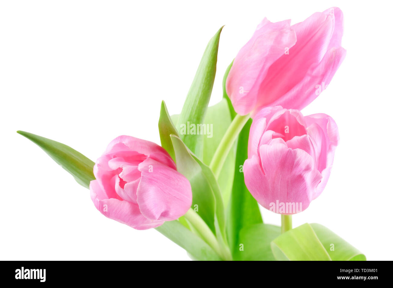Schönen frischen Tulpen auf weißem Hintergrund mit Freistellungspfad isoliert Stockfoto