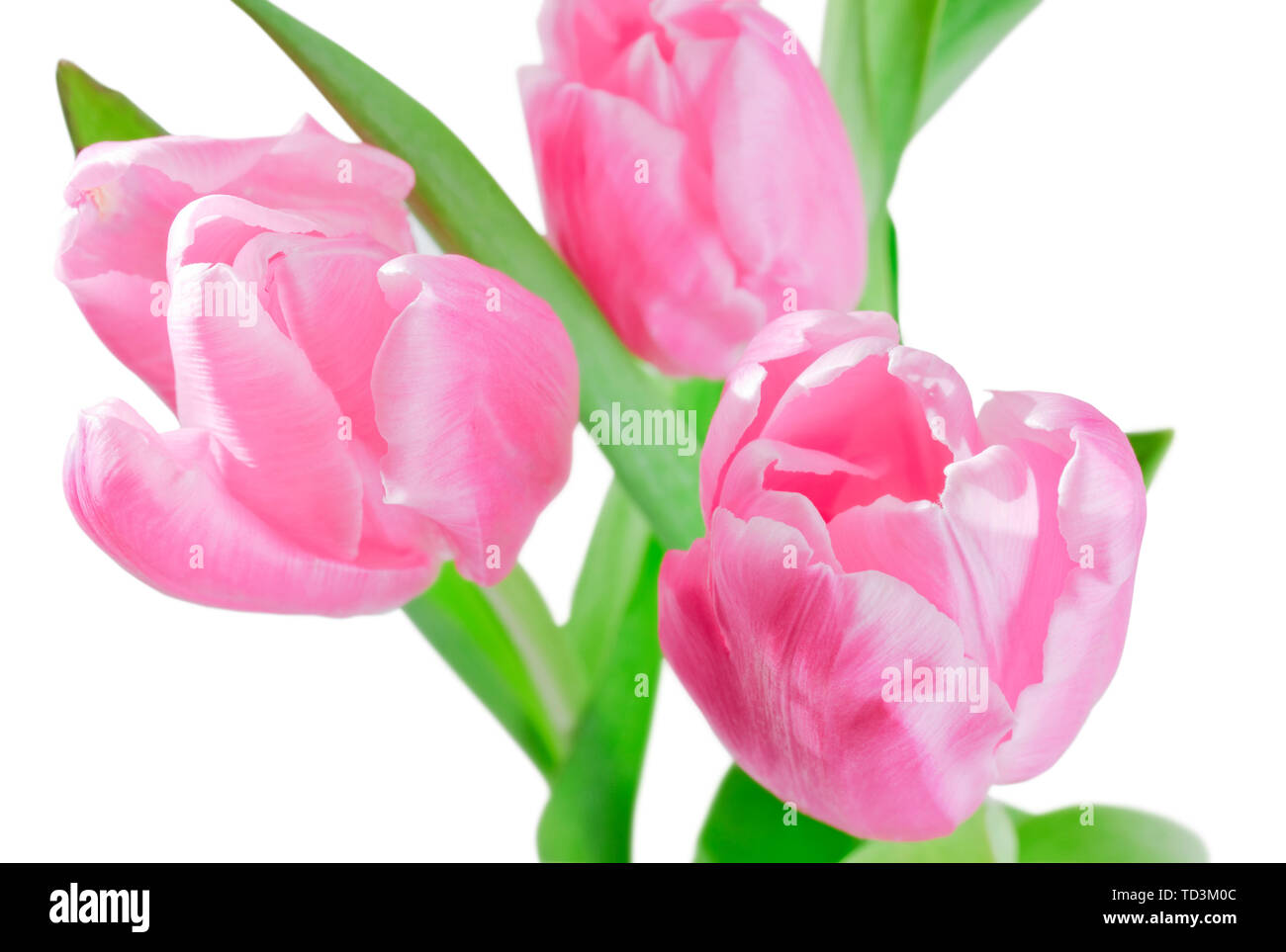 In der Nähe von frischem Rosa Tulpen auf weißem Hintergrund Stockfoto