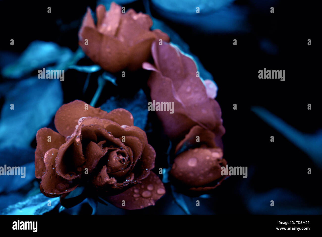 Drei rote Rosen in einer dunklen Thema in Wassertropfen bedeckt nach starkem Regen, blau Motto. Stockfoto