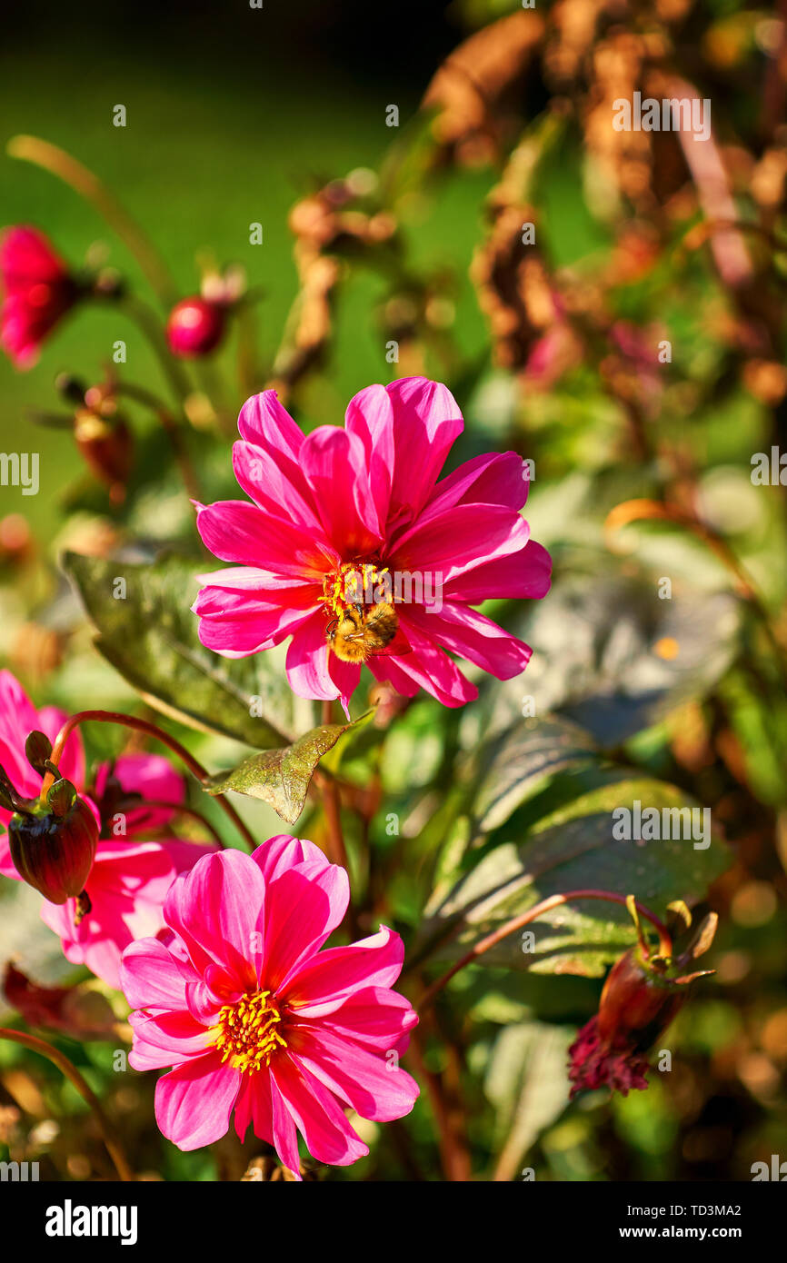 Nahaufnahme einer rosa - Pfirsich Dahlie Blüte Blütenblätter. Stockfoto