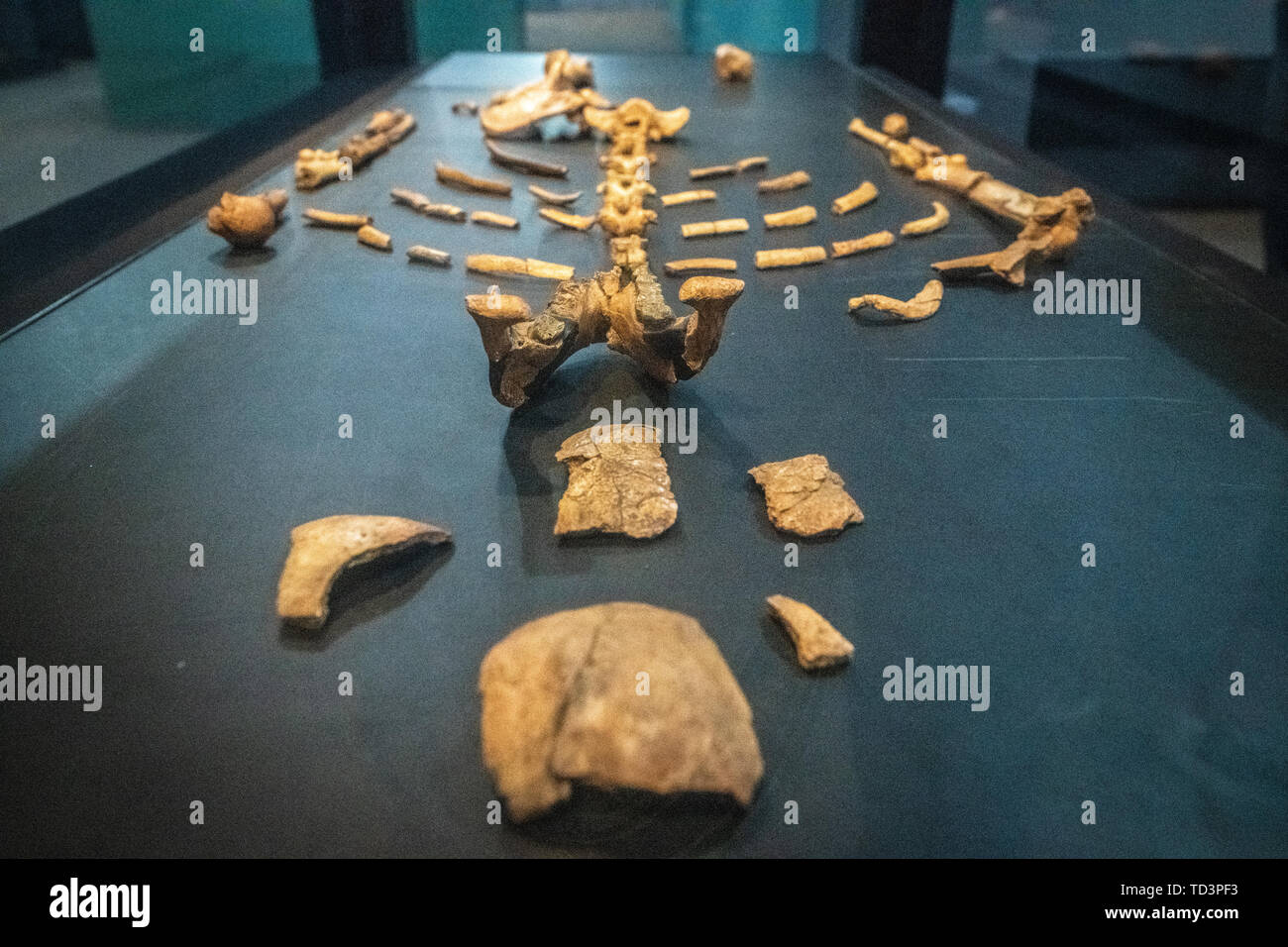 Die Überreste eines der frühesten menschlichen Vorfahren, Lucy, auf Anzeige im National Museum von Äthiopien, Addis Abeba, Äthiopien. Stockfoto