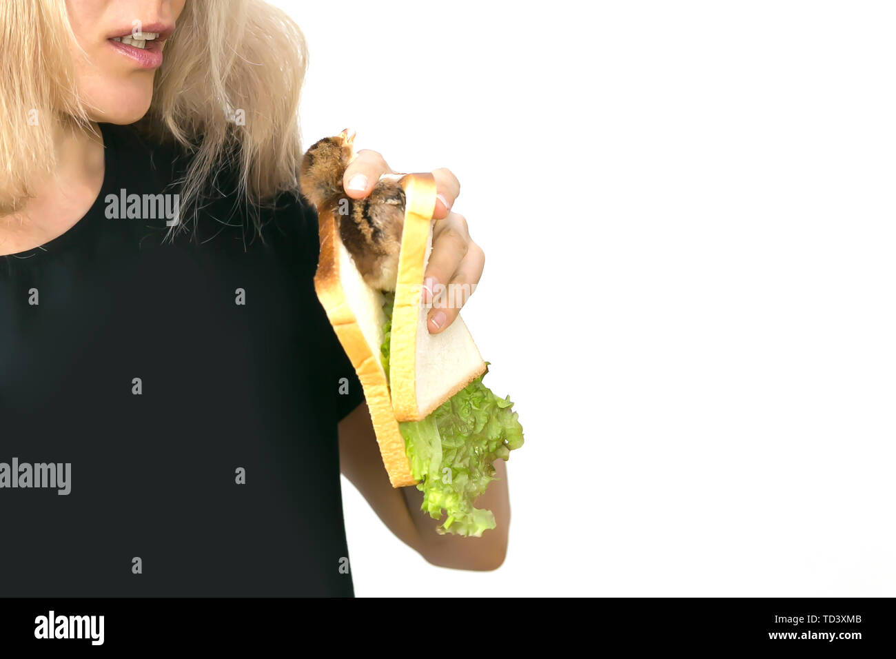 Live Huhn in einem Sandwich, Werbung Vegetarismus. Stockfoto