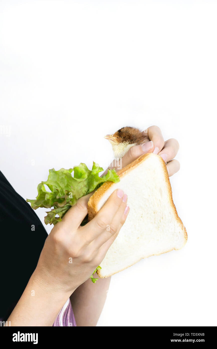 Live Huhn in einem Sandwich, Werbung Vegetarismus. Stockfoto