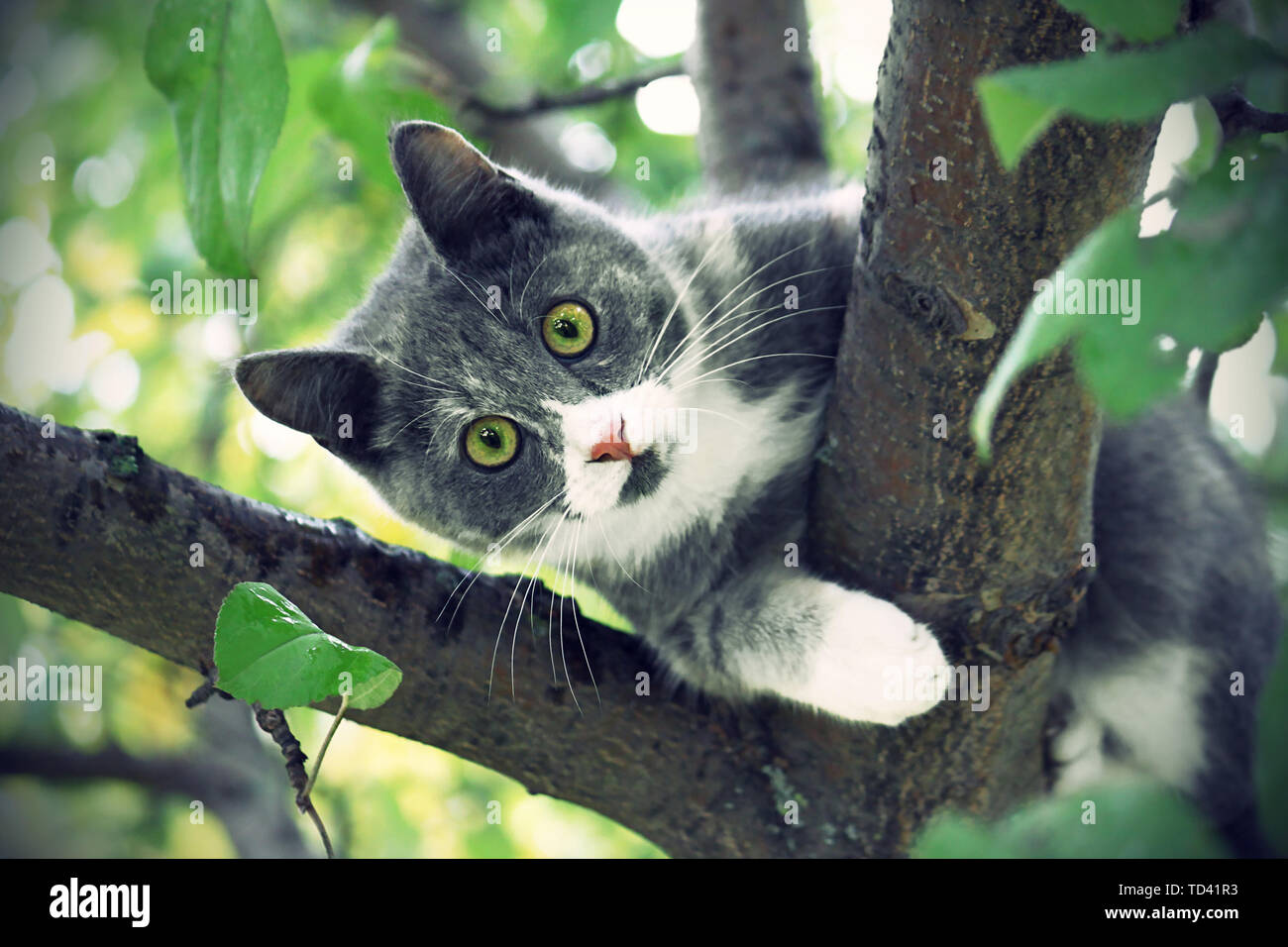 Vintage Bild der Katze mit grünen Augen sitzen auf einem Baum Stockfoto