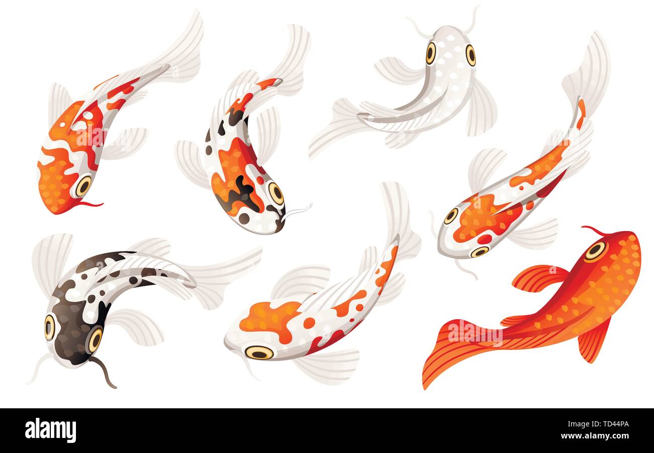 Satz Von Koi Karpfen Japanische Symbol Fur Gluck Gluck Wohlstand Rote Und Schwarze Gepunktete Koi Karpfen Cartoon Flachbild Vector Illustration Auf Weissem Hintergrund Stock Vektorgrafik Alamy