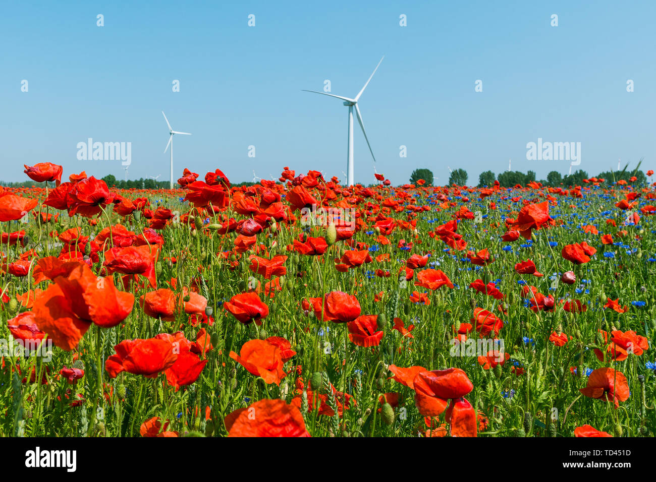 Mohn in das Feld Struktur mit einer Windenergieanlage im Hintergrund und blauen Himmel. Roter Mohn Pflanzen in die Natur in voller Blüte ohne Menschen im Sonnenschein w Stockfoto